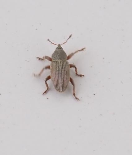 Réf. 250 525 : Tychius sp.
